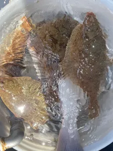 17일)오전 왕도리 참가자미 오늘은 섭서부리한 조황