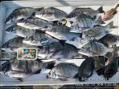 ((고성 주인호))주인호 감성돔 마릿수조황!