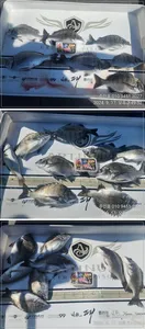 ((고성 주인호))주인호 화요일 감성돔 조황!!!!