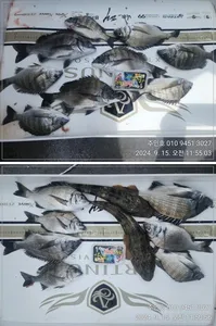 ((고성 주인호))주인호 일요일 감성돔 조황~월요일 예약가능!!!