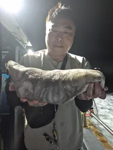 26일 야간돌 문어 폭팔 조황