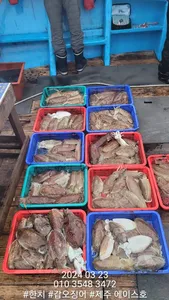  제주에이스호!(23일)갑돌이조황입니다~(9.77톤22인승 ) 16석운영 문의~01035483472~01038603472