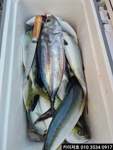 7일 오전 방어,삼치 대박