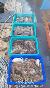 제주에이스호!!(12일)사이즈굿갑이조황입니다~문의01035483472~01038603472