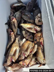 28일 볼락.열기 조황!