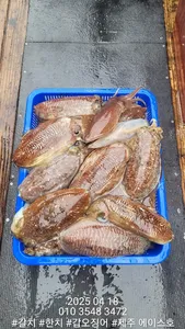 제주에이스호!!(4월18일)심해갑오징어조황입니다010 35483472~010 3860 3472{9.77톤22인승16석운영