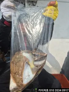 8일)오전 왕도다리참가자미 조황