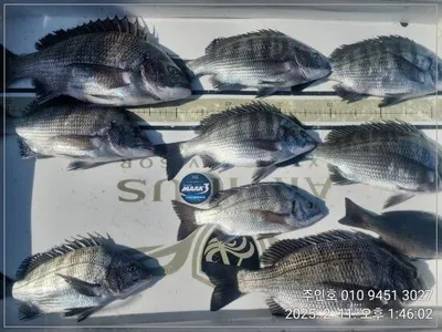 <<이벤트중>>경남고성주인호 화요일 감성돔조황!