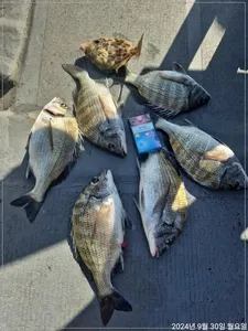 ((고성 주인호))주인호 감성돔 조황~화요일예약가능!