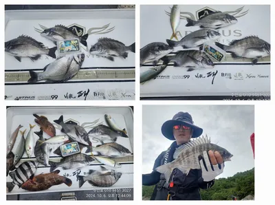 ((고성 주인호))경남 고성 주인호 토,일 감성돔 조황입니다~