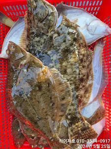 왕도다리참가자미 대박 조황