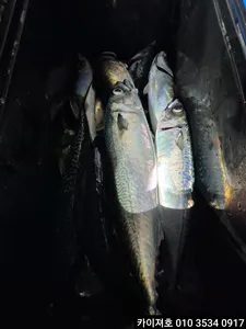 23일)왕고등어 왕전갱이 조황~!!