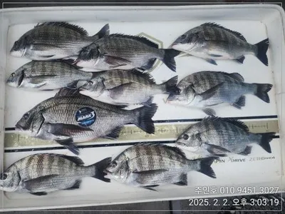 <<이벤트중>>경남 고성 주인호 일요일 감성돔 조황~