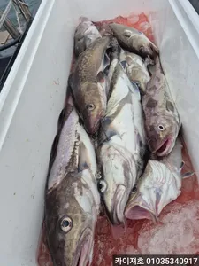 20일) 초보도 전원히트! 대구조황 ^^