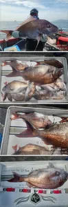 ((경남고성 주인호))주인호 일요일 8짜 7짜 대물참돔 조황!