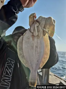 26일)오후 도다리참가자미조황~!!