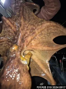 25일 야간 돌문어 조황 입니다