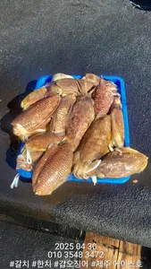 제주에이스호!!(4월30일)심해갑오징어조황입니다010 35483472~010 3860 3472{9.77톤22인승16석운영