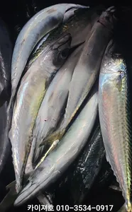 왕고등어,전갱이 야간 금요일 모집중