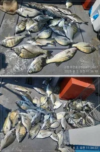 ((경남고성 주인호))주인호 토요일 감성돔 마릿수조황!