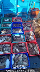  제주에이스호!!(21일)갑이조황입니다(9.77톤16석운영)문의01035483472~01038603472