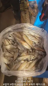 제주에이스호!!(14일)한치조황입니다..(9.77톤16석운영)문의 01035483472~01038603472