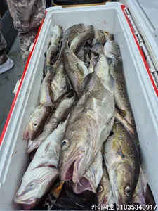 11일)대구 대폭팔 타작~!!