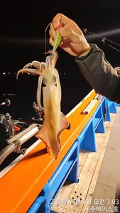 제주에이스호!!(31일)한치조황입니다~문의 010 3548 3472 ~010 3860 3472