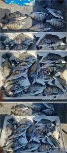 <<이벤트막바지>>경남고성주인호 감성돔마릿수조황!평일예약가능