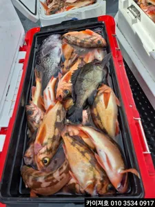 25일)어마어마 합니다 우와~왕열기왕볼락타작