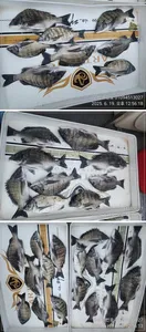 ((경남고성 주인호))주인호 목요일 감성돔 조황~금요일 예약가능!