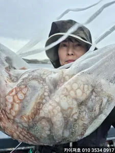 4일 주간 문어조황 사이즈굿!