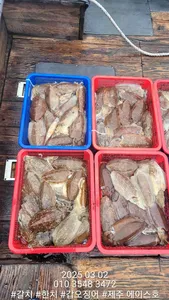 제주에이스호!!(3월2일)심해갑오징어조황입니다010 35483472~010 3860 3472{9.77톤22인승16석운영..