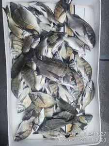 ((경남고성 주인호))주인호 일요일 감성돔 조황!수요일부터 예약가능!