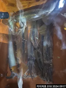 20일)야간 오징어 조황~!!