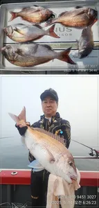 ((경남고성 주인호))주인호 수요일 참돔 조황!