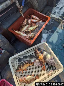 5일)오전 왕볼락왕열기 타작 씨알 굿굿굿