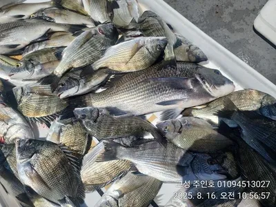 ((경남고성 주인호))주인호 토요일 마릿수 감성돔 조황!!