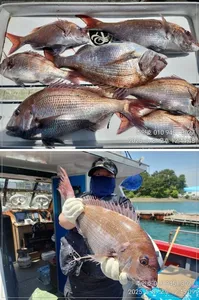 ((경남고성 주인호))주인호 목요일 대물 참돔 조황!