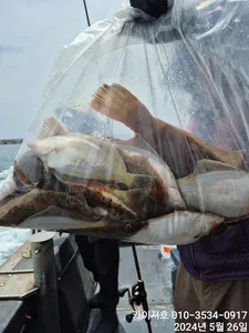왕도다리 참가자미 잘 나옵니다 수요일 출항