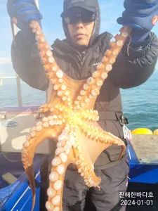 [진해문어낚시] 묵직하게 올라오는 돌문어 찐한 손맛보시며 열낚 즐낚하고왔습니다^0^