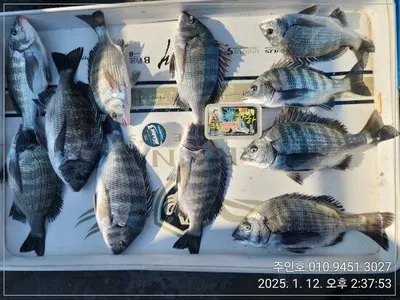 <<이벤트중>>고성 주인호 감성돔 조황!!