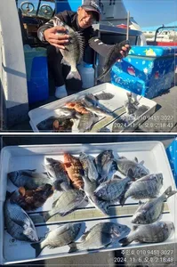 ((고성 주인호))주인호 감성돔 조황~목요일 예약가능!