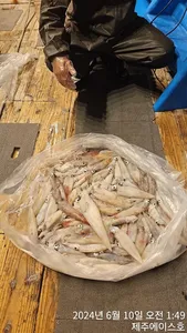 제주에이스호!!(9일)한치조황입니다.문의010 3548 3472~010 3860 3472