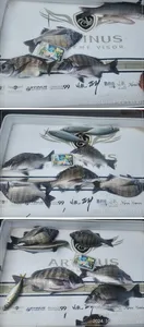 ((고성 주인호))경남 고성 주인호 화요일 감성돔 조황~