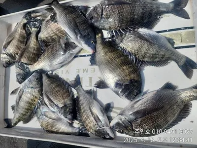 ((경남고성 주인호))주인호 감성돔 조황!내만 대물 감시 입성!