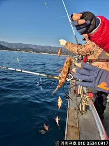화,수 볼락열기 외줄낚시 모집중 입니다