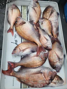 ((경남고성 주인호))주인호 수요일 참돔 마릿수 조황!