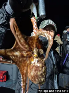 8일 야간 돌문어 조황 입니다