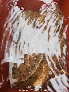 27일)오늘도 도다리참가자미 타작 입니다